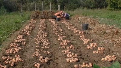 Як зрозуміти, що пора копати картоплю Як зрозуміти, що пора копати картоплю