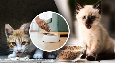 Сухий корм чи вологий: чим взагалі краще не годувати котів - відповідь біохіміка