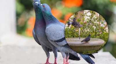 Голуб Голуб