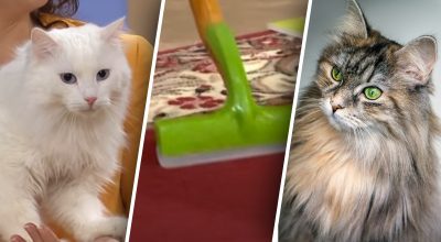 Коты, очистка шерсти котов