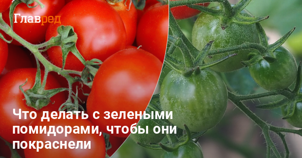 Что сделать, чтобы помидоры быстрее созревали: надежный способ от огородницы