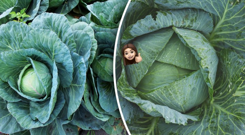 Чому не зав'язується капуста і що з цим робити - час врятувати врожай ще є