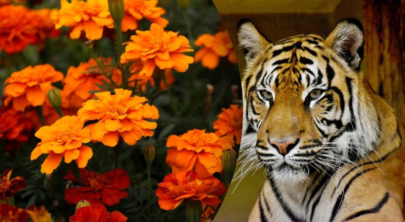 Китайський гороскоп на сьогодні, 7 серпня: Коням - невдача, Мавпам - образа і стрес