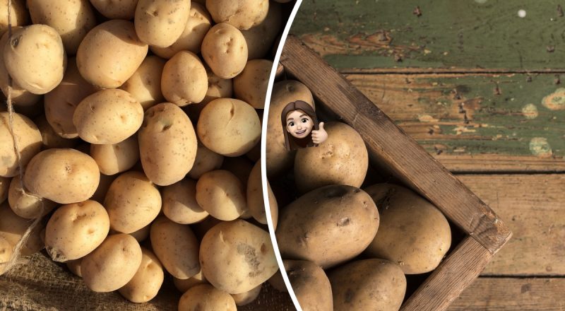 Крупную или мелкую: какую картошку лучше сажать в следующем году