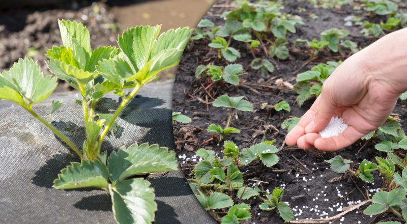 Починати варто вже з серпня: як підготувати полуницю до зими – головні поради