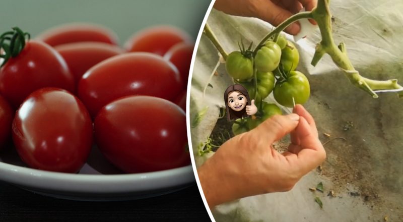 Для чего вставляют зубочистку в томаты - хитрость опытных огородников