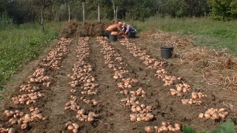 Коли краще викопувати картоплю згідно з місячним календарем
