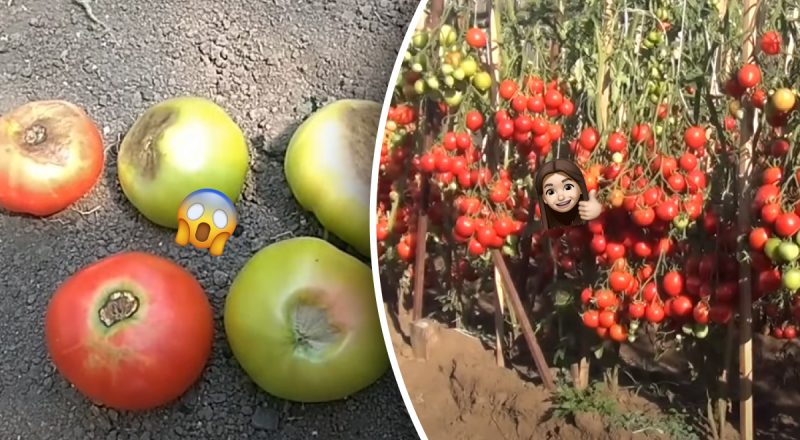 Чорні плями на помідорах - не біда: врятувати врожай ще можна