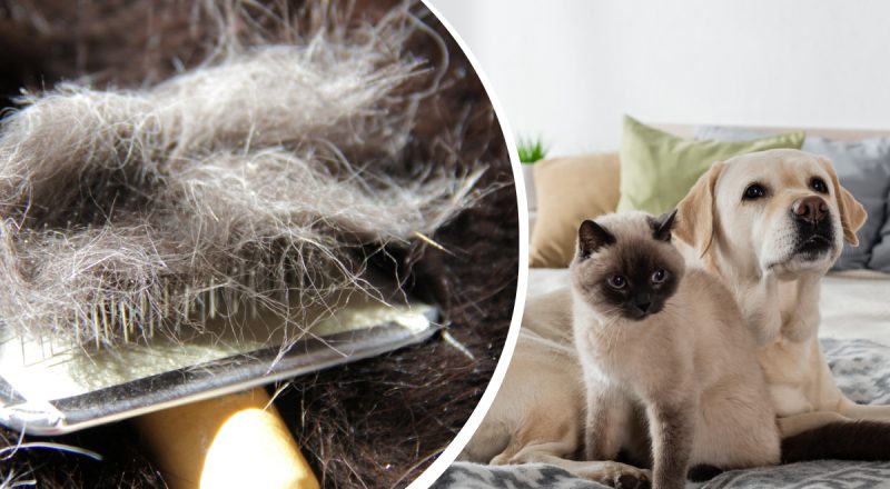 Проще, чем может показаться: как убрать всю шерсть в доме