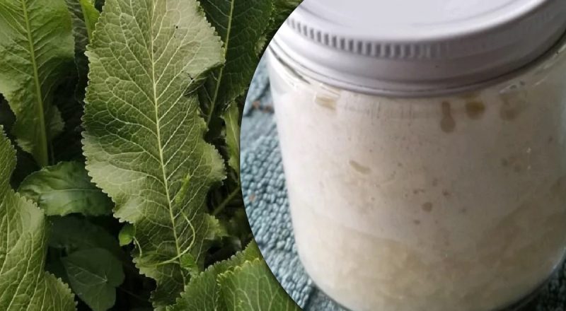 Подойдет и для бургеров, и для коктейлей: самый вкусный рецепт хрена по-домашнему
