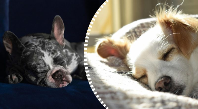 Роблять кілька цікавих рухів: як зрозуміти що сниться собаці - зоопсихолог