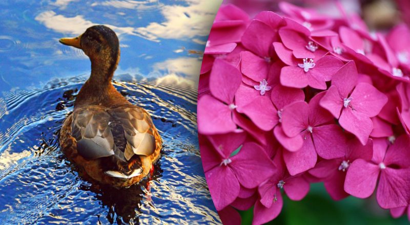 Китайський гороскоп на сьогодні 19 серпня: Бикам - почуття провини, Півням - проблеми