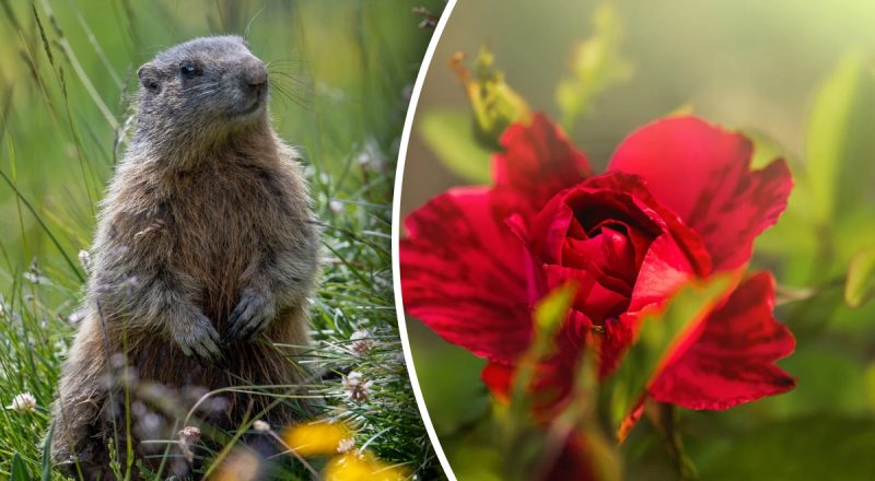 Китайский гороскоп на сегодня 20 августа: Кроликам - раздражение, Лошадям - стресс