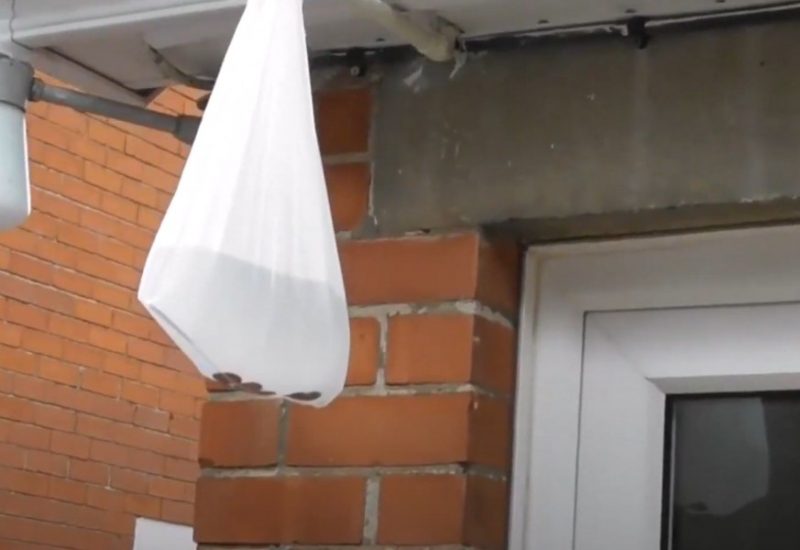 Умные садоводы вешают на дерево пакет с водой и монетками: зачем так делать