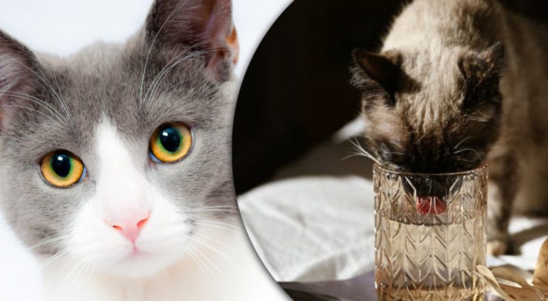 Как охладить кошку в жару: почему высокие температуры опасны для питомцев