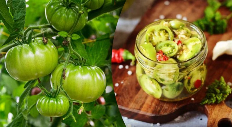 Больше не выбрасывайте: рецепт консервированных зеленых помидоров без стерилизации