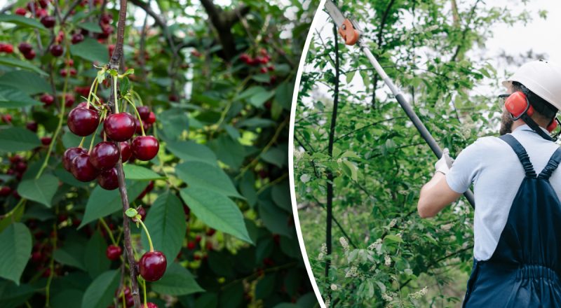 Как правильно обрезать верхушку у черешни: урожай удивит даже соседей