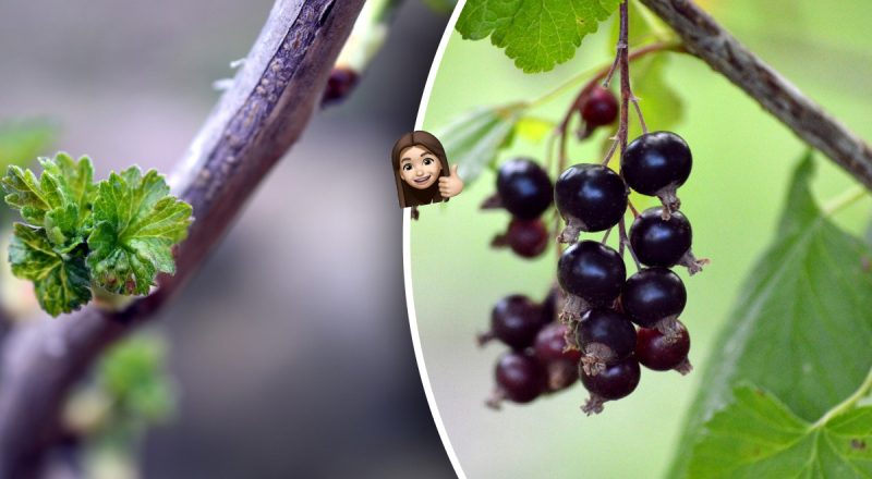 З 1 куща - 4: як легко і швидко розмножити чорну смородину восени