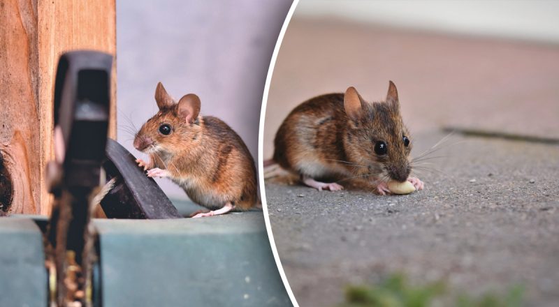 Чего очень сильно боятся мыши - хитрости, которые реально помогают