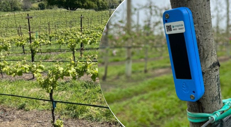 "Смартгодинник" для садів і виноградників: вчені розробили знахідку для врожаю