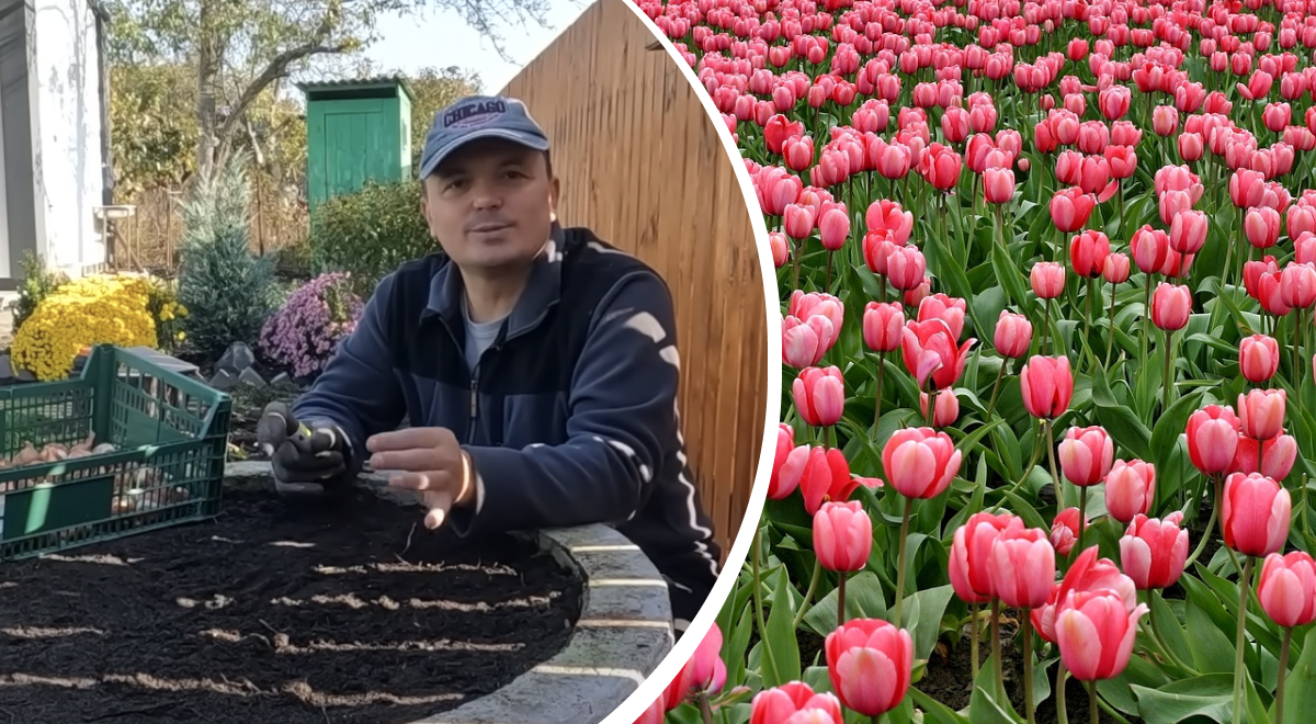 Як і коли висаджувати тюльпани Як і коли висаджувати тюльпани