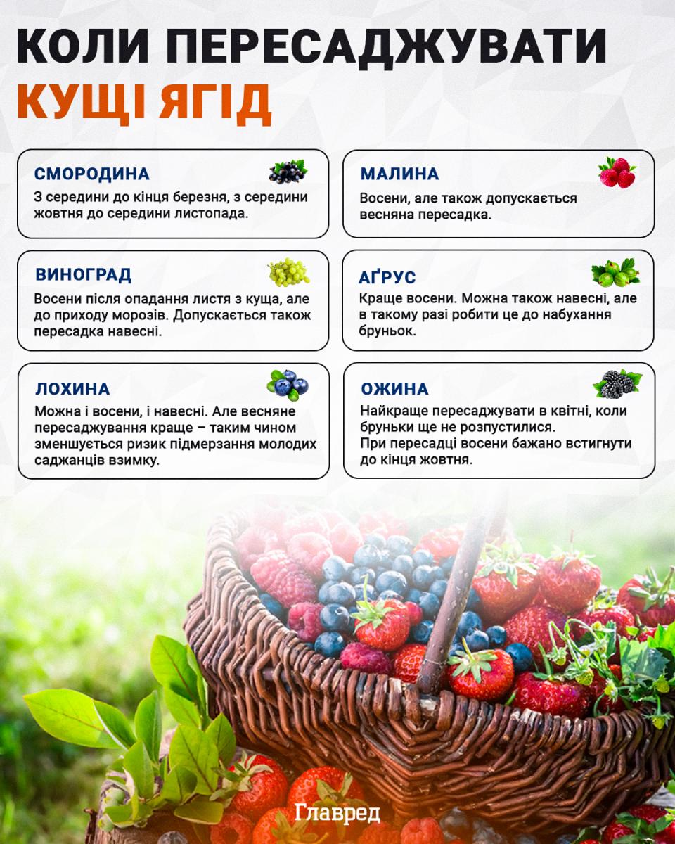 Когда пересаживать кусты ягод инфографика Когда пересаживать кусты ягод инфографика