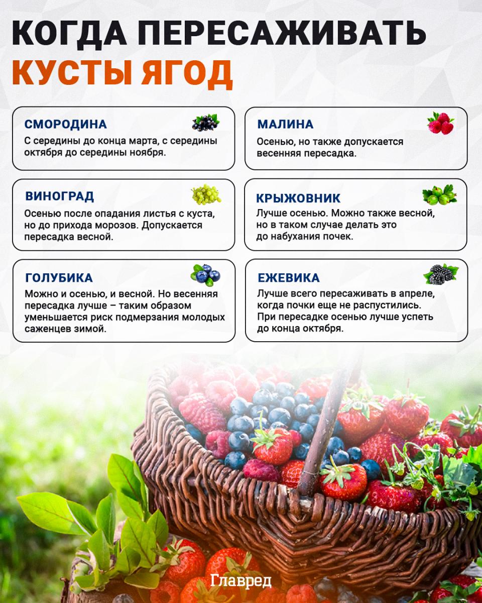 Когда пересаживать кусты ягод инфографика