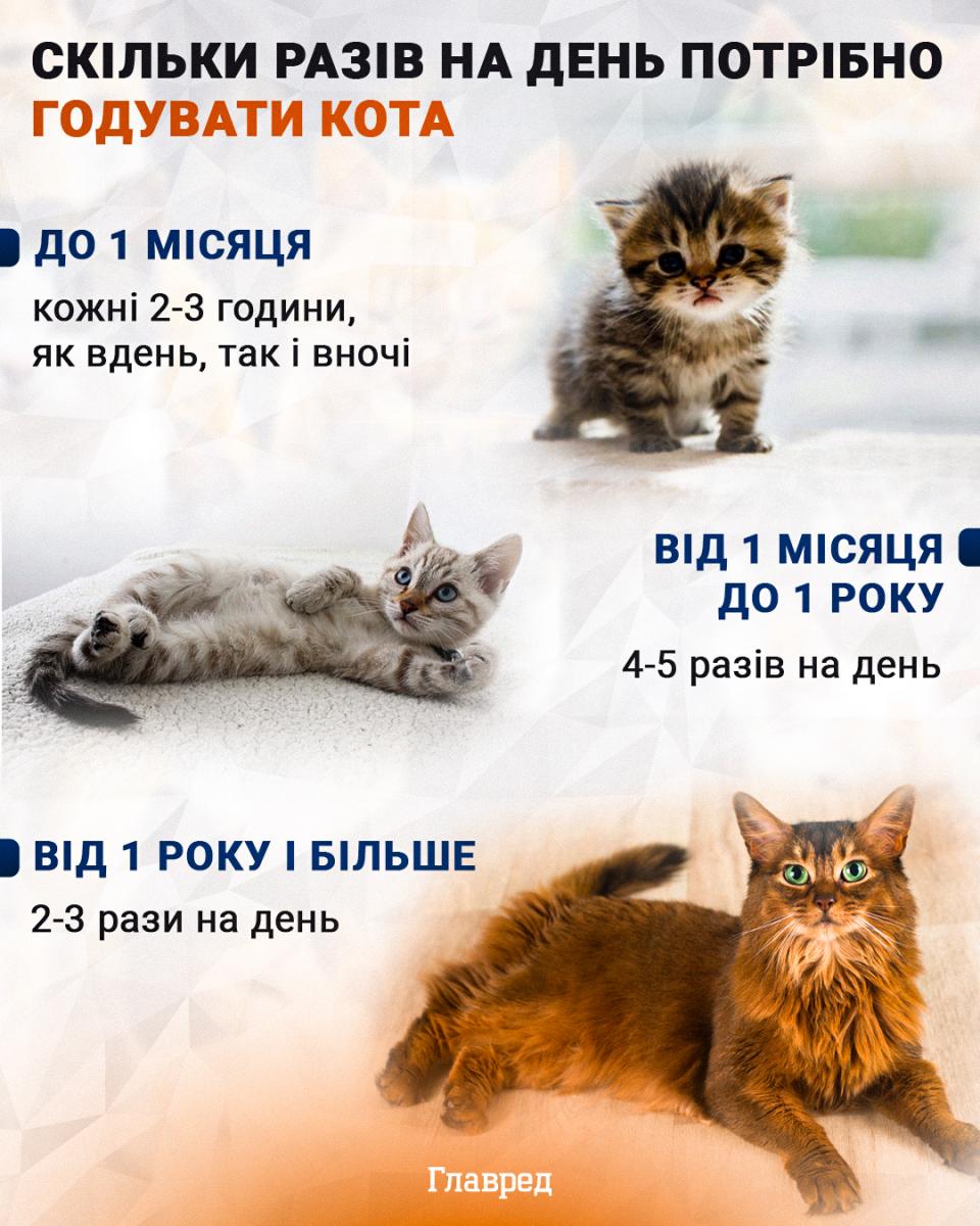 Чому кіт нявчить вночі — головна причина здивує Чому кіт нявчить вночі — головна причина здивує