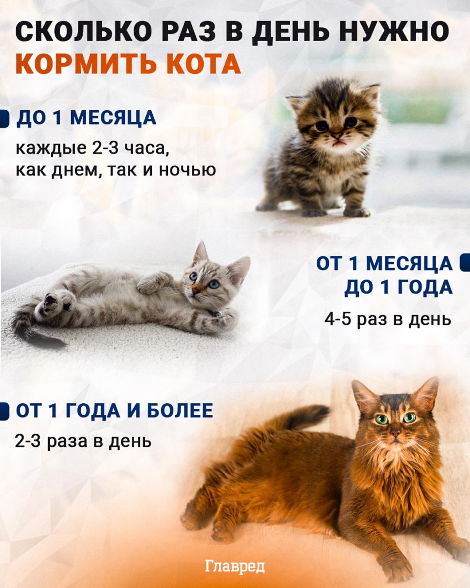 кот, кошка, сколько раз на день кормить кота, инфографика Главред