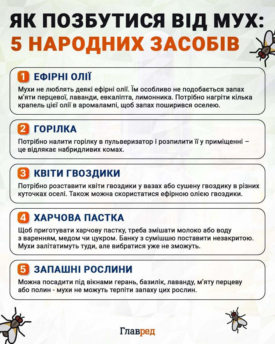 Как избавиться от мух инфографика