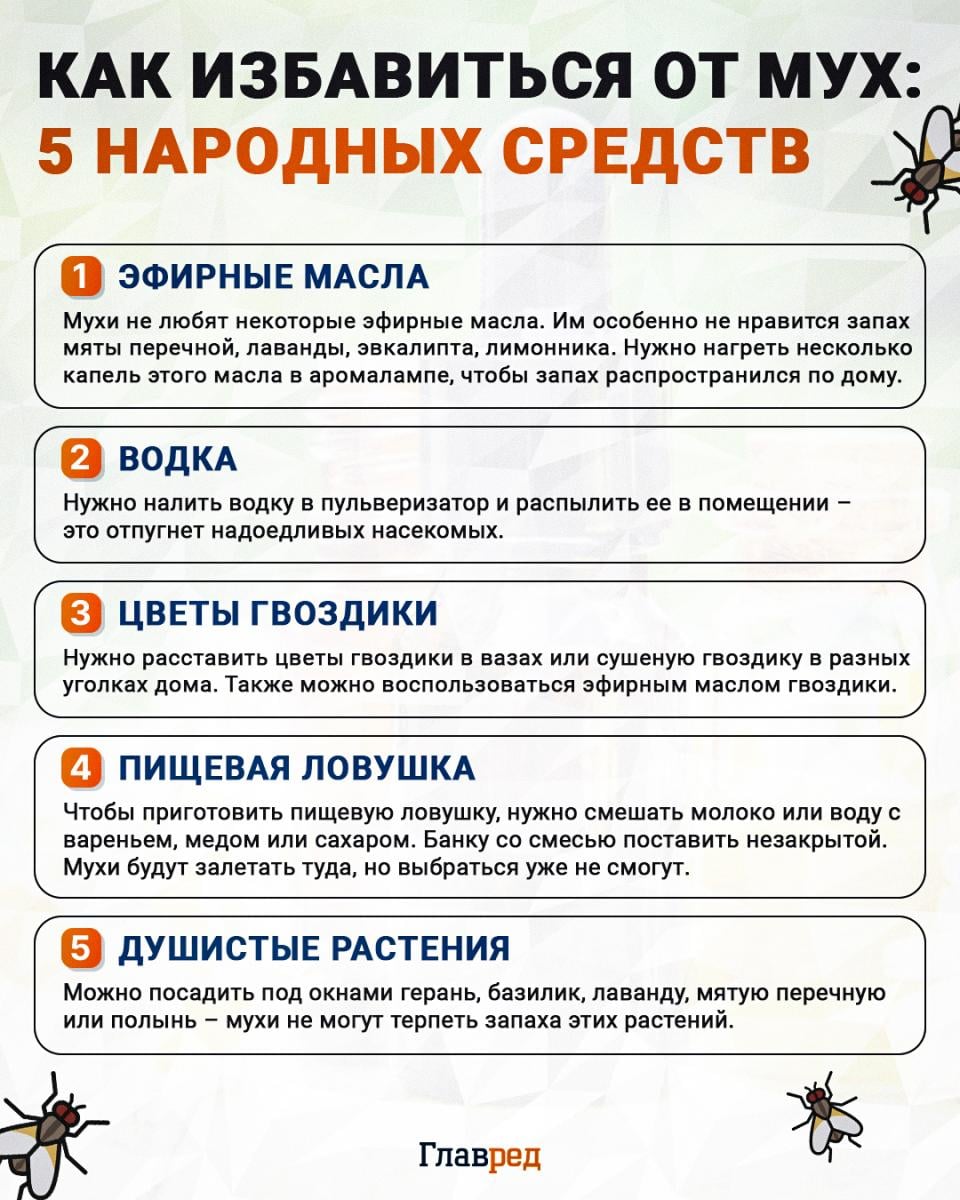 Как избавиться от мух инфографика Как избавиться от мух инфографика