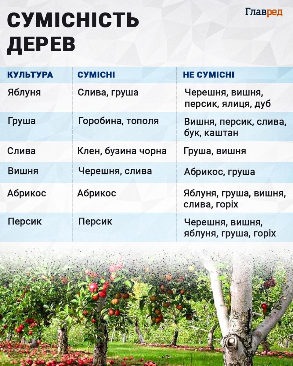 Замість постійної відкачки: які дерева природно осушують вигрібну яму
