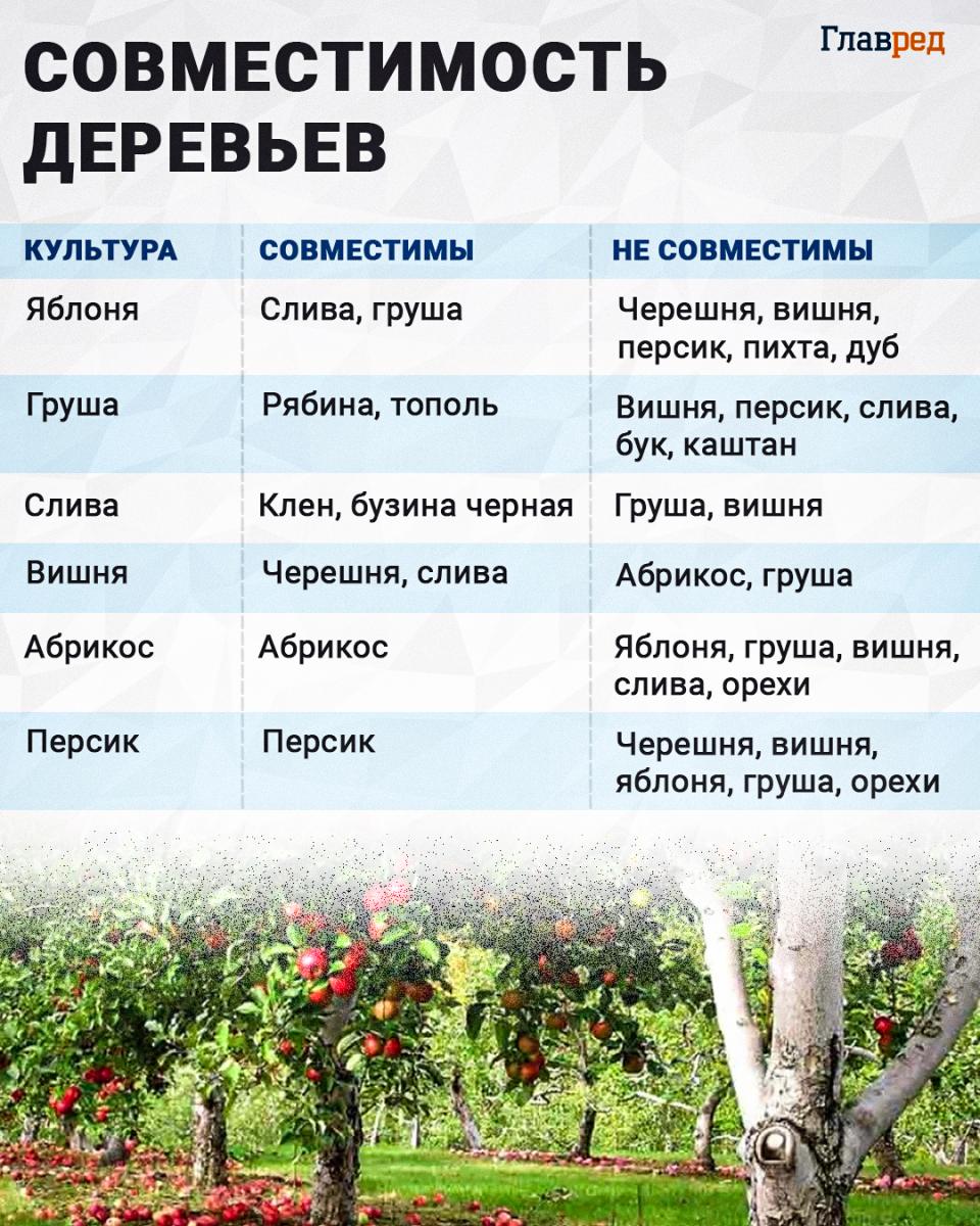 Совместимость деревьев, деревья инфографика Совместимость деревьев, деревья инфографика