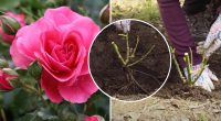 Коли і як пересаджувати троянди: садівники поділились секретами на вагу золота