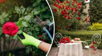 Як правильно обрізати троянди на зиму: навесні вразять всіх своєю красою