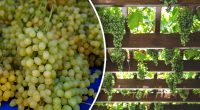 Де краще садити виноград у тіні чи на сонці: урожай буде вражаючий