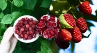 Гілки малини будуть ломитися від плодів: що зробити восени для рекордного врожаю