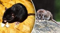 Щури втечуть самі: садівник назвав найкращий і простий метод боротьби з мишами