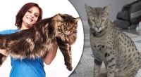 Б'ють рекорди: названо найбільші породи котів в світі