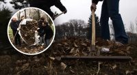 Граблі більше не потрібні: як швидко позбутись від опалого листя - золоте правило