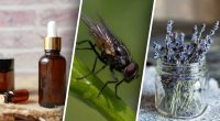 Жодної комахи в оселі більше не буде: 5 способів, як позбутися від мух народними засобами