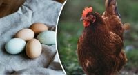 Досвідчені птахівники знають: як зробити так, щоб кури неслися взимку