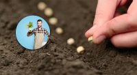 Урожай здивує щедрістю: яке насіння радить висаджувати садівник для результату