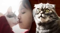 Не великими котами: як насправді кішки бачать своїх господарів - точна відповідь