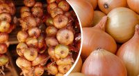 Простоїть до весни: як правильно зберігати цибулю – хитрий лайфхак