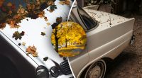 Експерти закликали водіїв терміново прибрати опале листя з машини: в чому причина