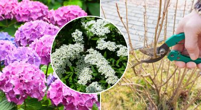 Цвіт покриє увесь сад: садівник назвав 5 рослин, які треба обрізати у вересні