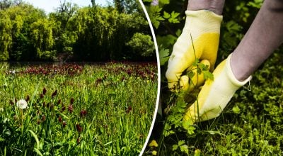 Покриють весь город і виведуть бур'яни: що посіяти на зиму, щоб не росла трава