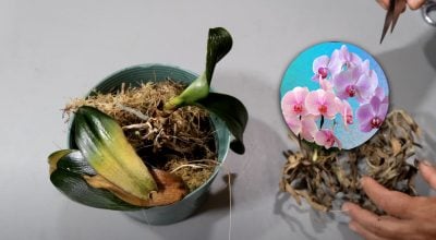 Как реанимировать орхидею с корнями, но без листьев: уникальный метод