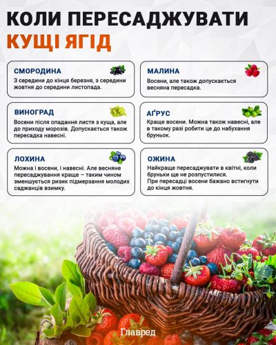 Когда пересаживать кусты ягод инфографика Когда пересаживать кусты ягод инфографика